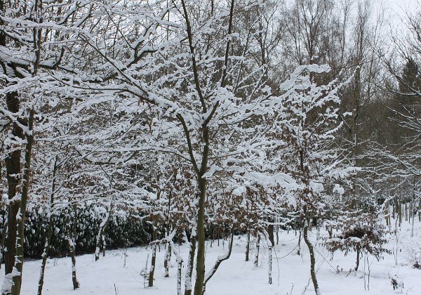 Snowy White